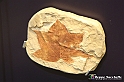 VBS_9181 - Museo Paleontologico - Asti